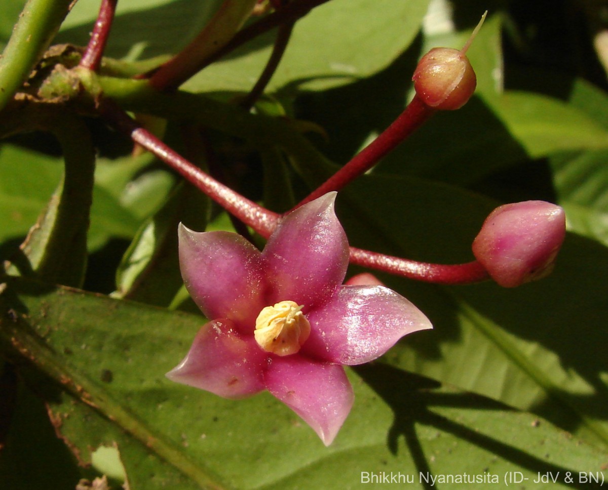 Ardisia solanacea Roxb.